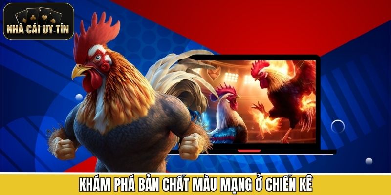 Khám phá bản chất màu mạng ở chiến kê