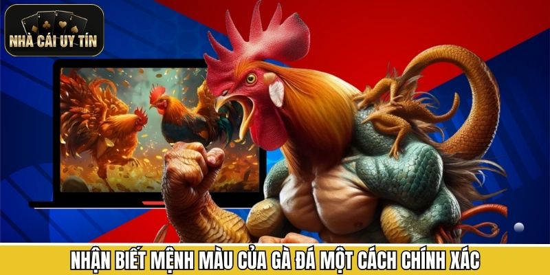 Nhận biết mệnh màu của gà đá một cách chính xác