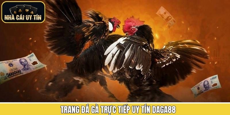 Trang đá gà trực tiếp Daga88 phát sóng live chất lượng